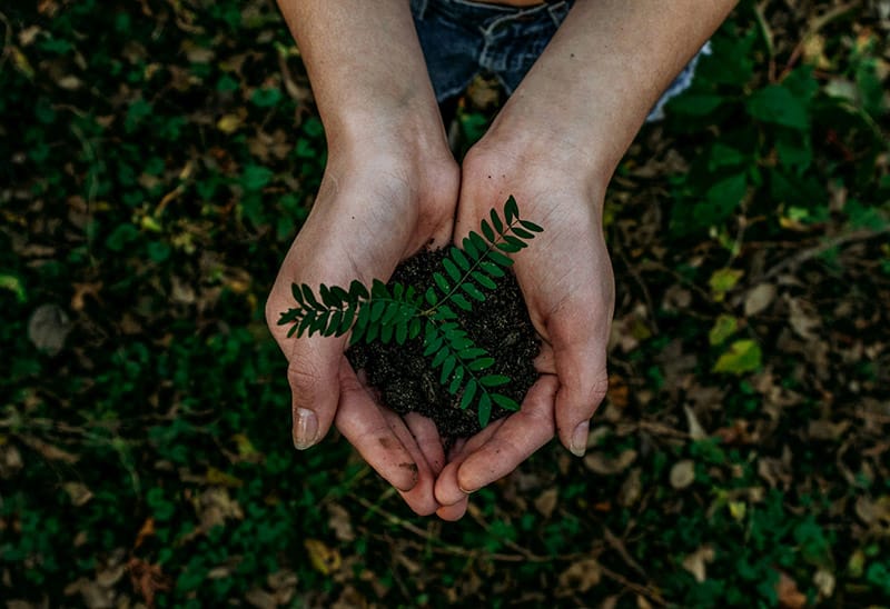 Hands holding a fern leaf symbolizing environmental consciousness